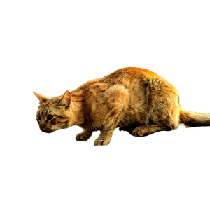 A Ginger Cat Crouched On Rocks, Intently Focused, Conveying Curiosity. 15955 - Cat PNG image with transparent background